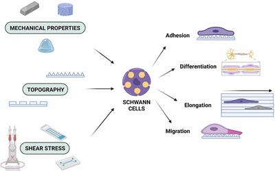 The role of mechanobiology on the Schwann cell response: A tissue engineering perspective